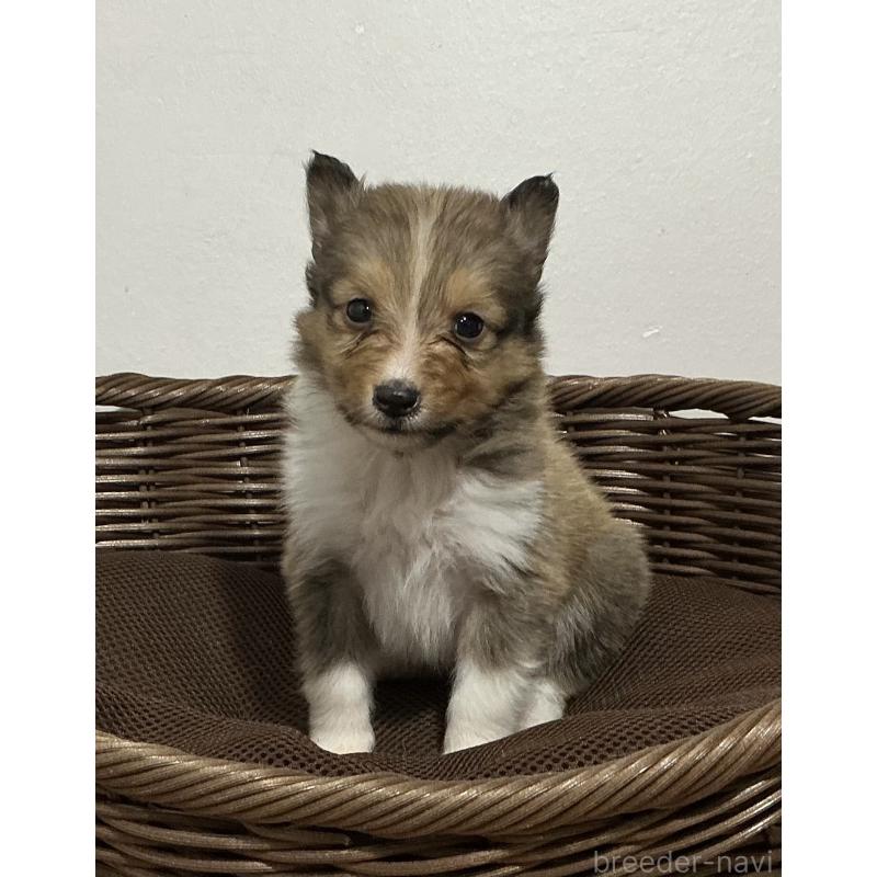 成約済の神奈川県のシェットランドシープドッグ(シェルティ)-423635の8枚目