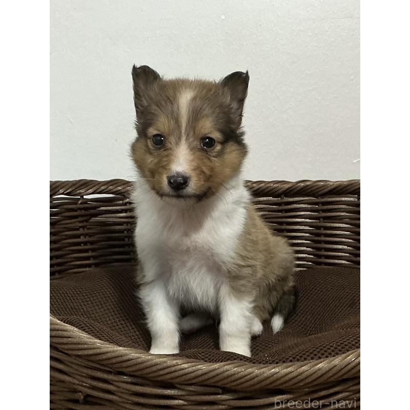 成約済の神奈川県のシェットランドシープドッグ(シェルティ)-423636の8枚目