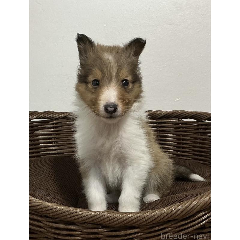 成約済の神奈川県のシェットランドシープドッグ(シェルティ)-423637の8枚目