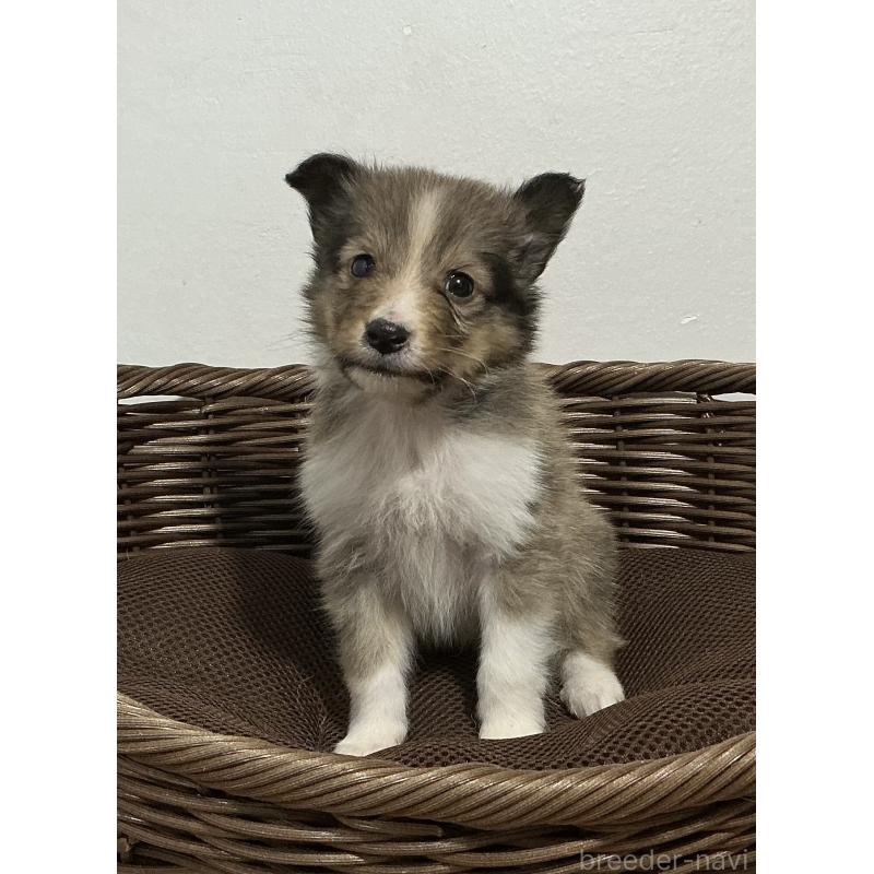 成約済の神奈川県のシェットランドシープドッグ(シェルティ)-423638の8枚目