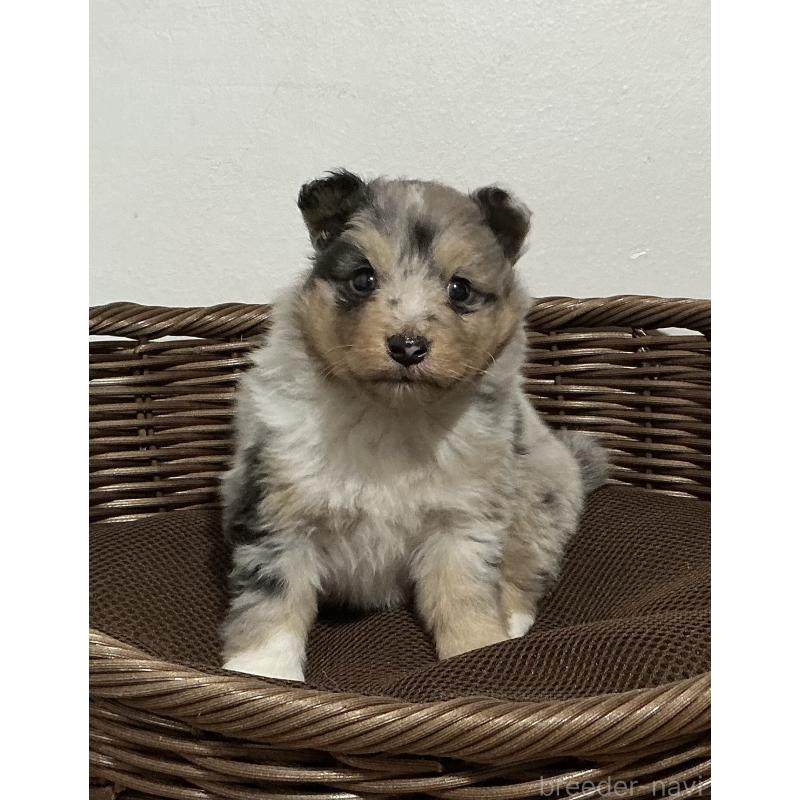 成約済の神奈川県のシェットランドシープドッグ(シェルティ)-424979の3枚目