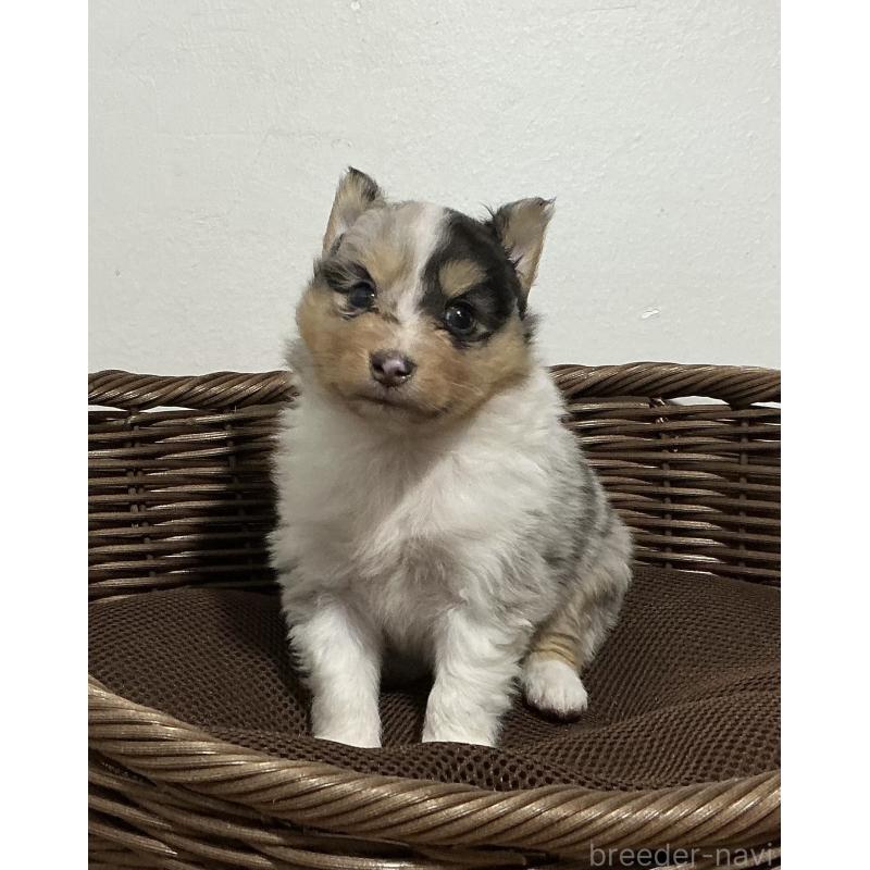 成約済の神奈川県のシェットランドシープドッグ(シェルティ)-424980の5枚目