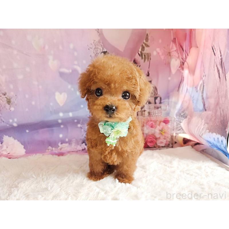 販売中の岐阜県のトイプードル-424025の13枚目