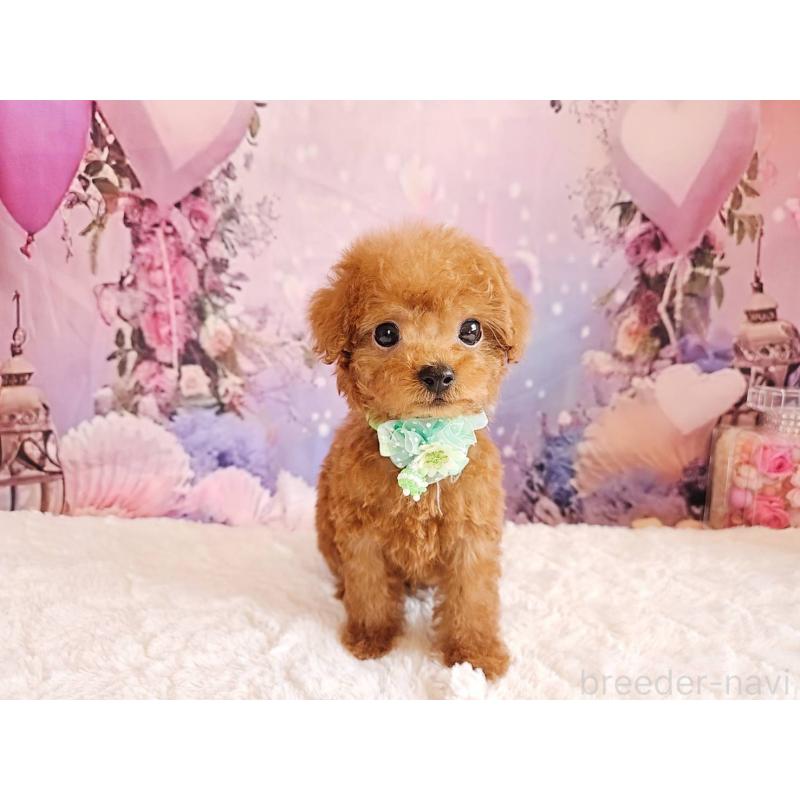 販売中の岐阜県のトイプードル-424025の12枚目