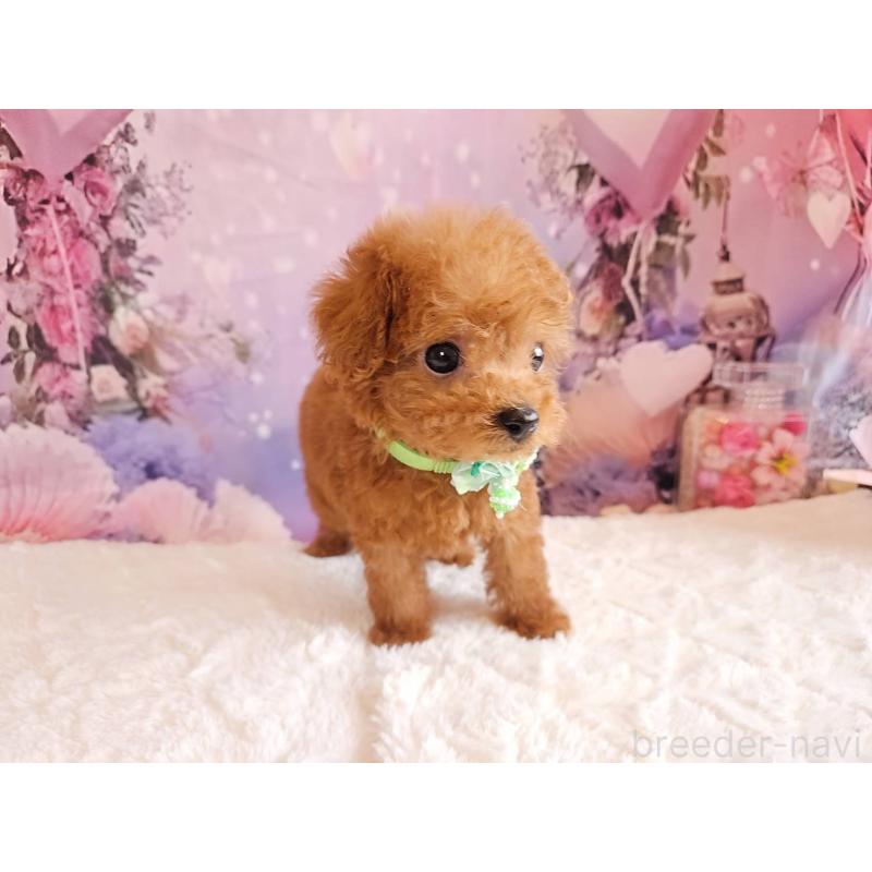 販売中の岐阜県のトイプードル-424025の11枚目