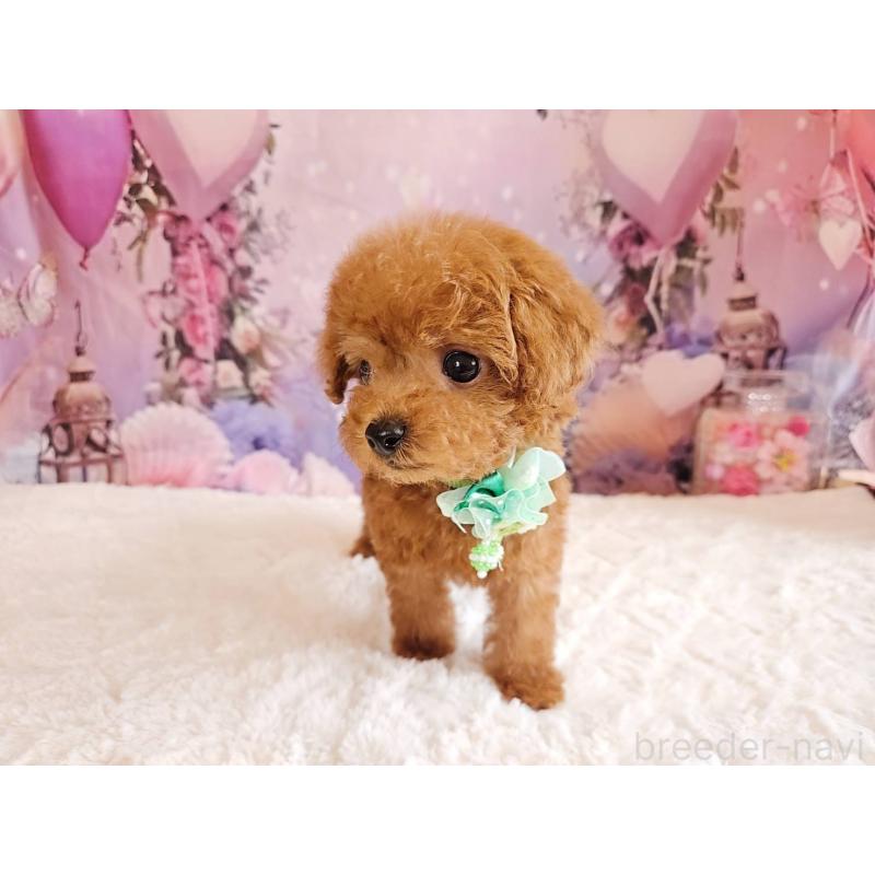 販売中の岐阜県のトイプードル-424025の10枚目