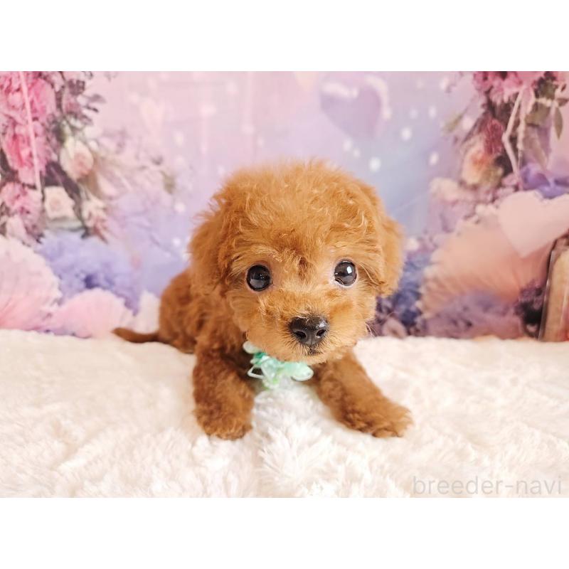 販売中の岐阜県のトイプードル-424025の9枚目