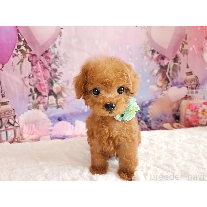 販売中の岐阜県のトイプードル-424025の8枚目