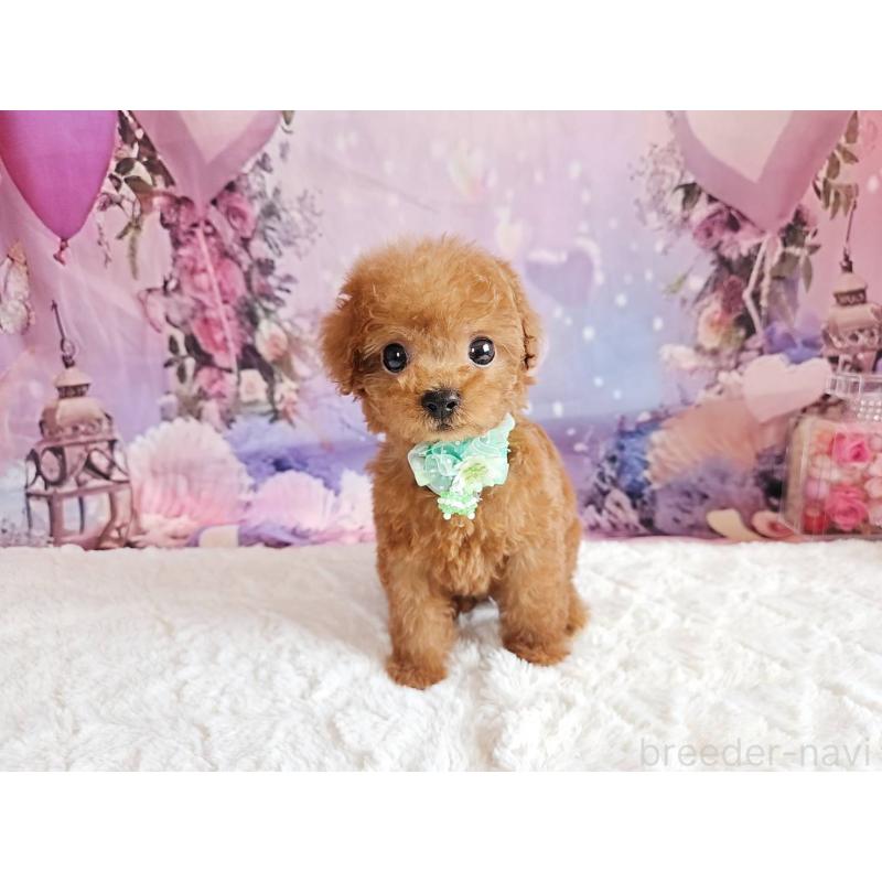 販売中の岐阜県のトイプードル-424025の7枚目