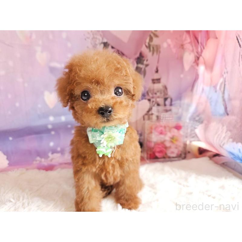 販売中の岐阜県のトイプードル-424025の6枚目