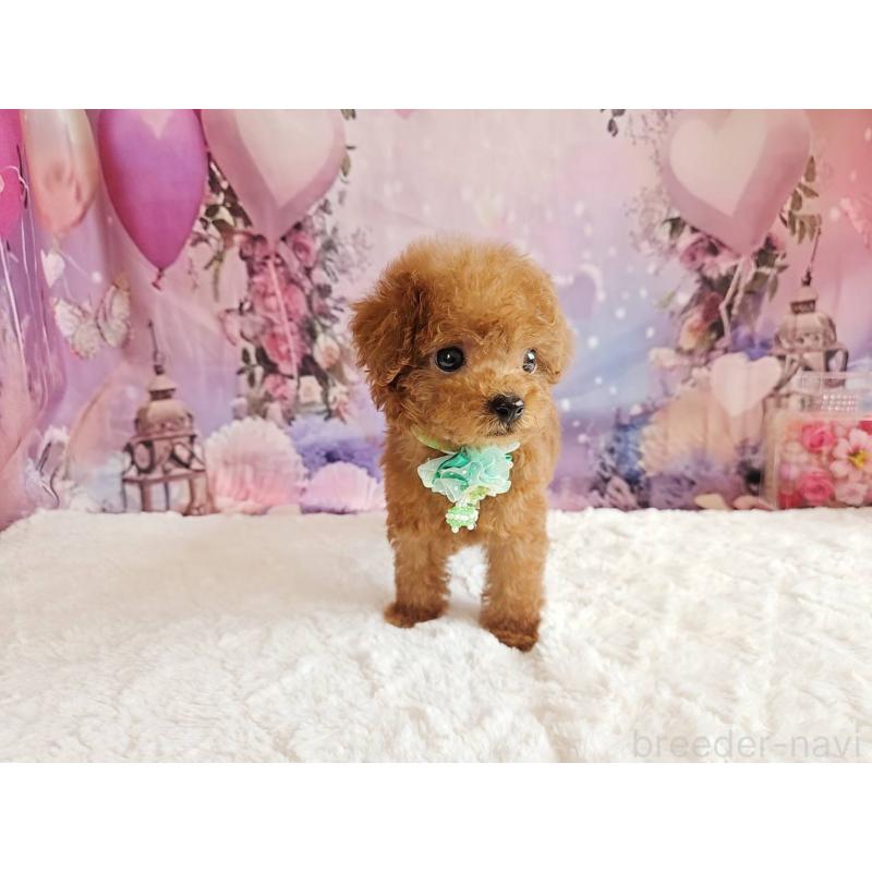 販売中の岐阜県のトイプードル-424025の5枚目