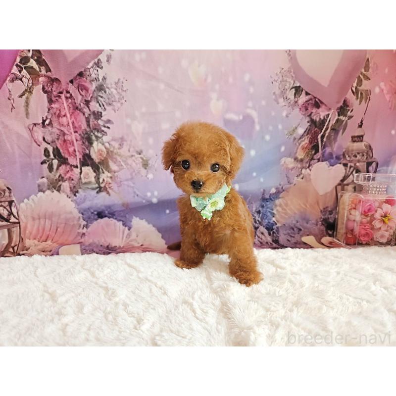 販売中の岐阜県のトイプードル-424025の4枚目