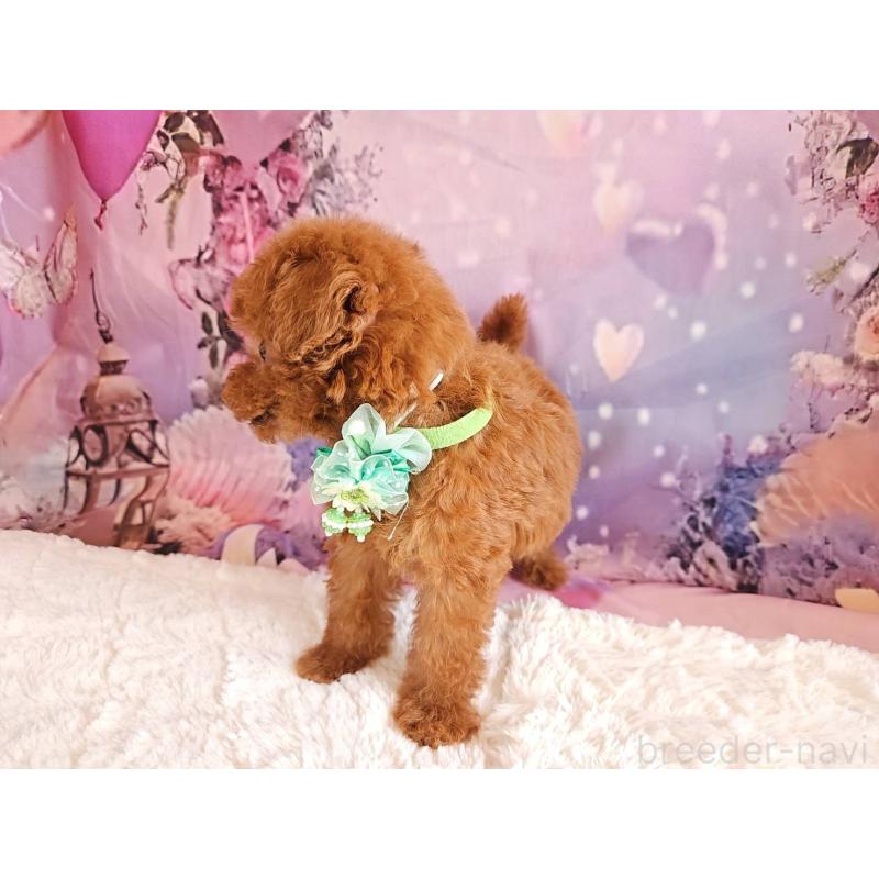 販売中の岐阜県のトイプードル-424025の3枚目