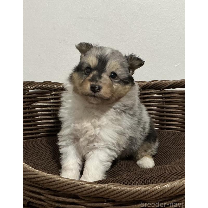 成約済の神奈川県のシェットランドシープドッグ(シェルティ)-424982の3枚目