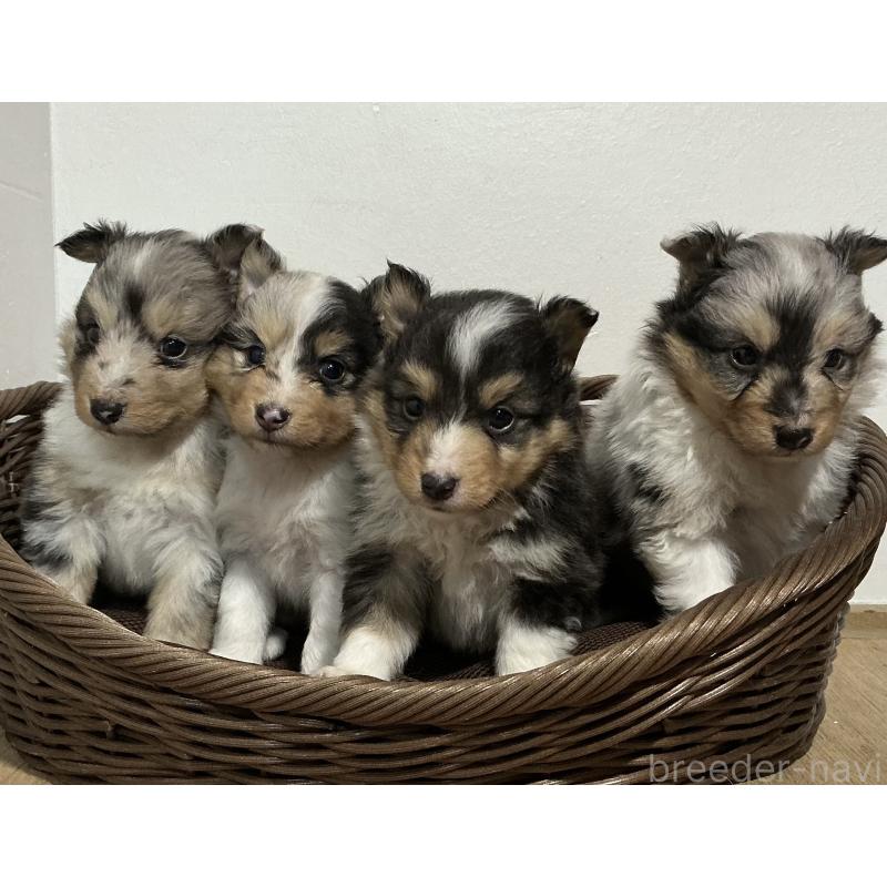 成約済の神奈川県のシェットランドシープドッグ(シェルティ)-424982の2枚目