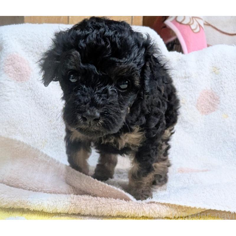 販売中の千葉県のトイプードル-427388の5枚目