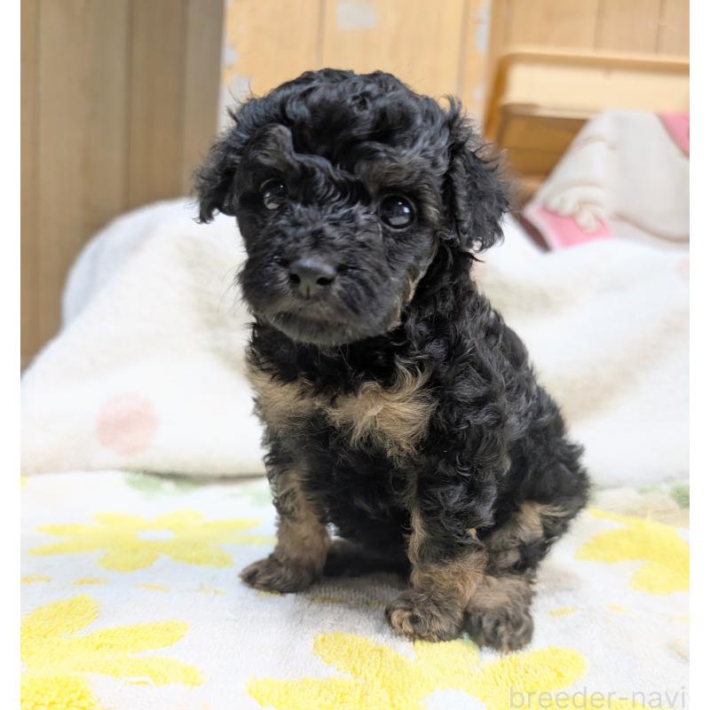 販売中の千葉県のトイプードル-427477の5枚目