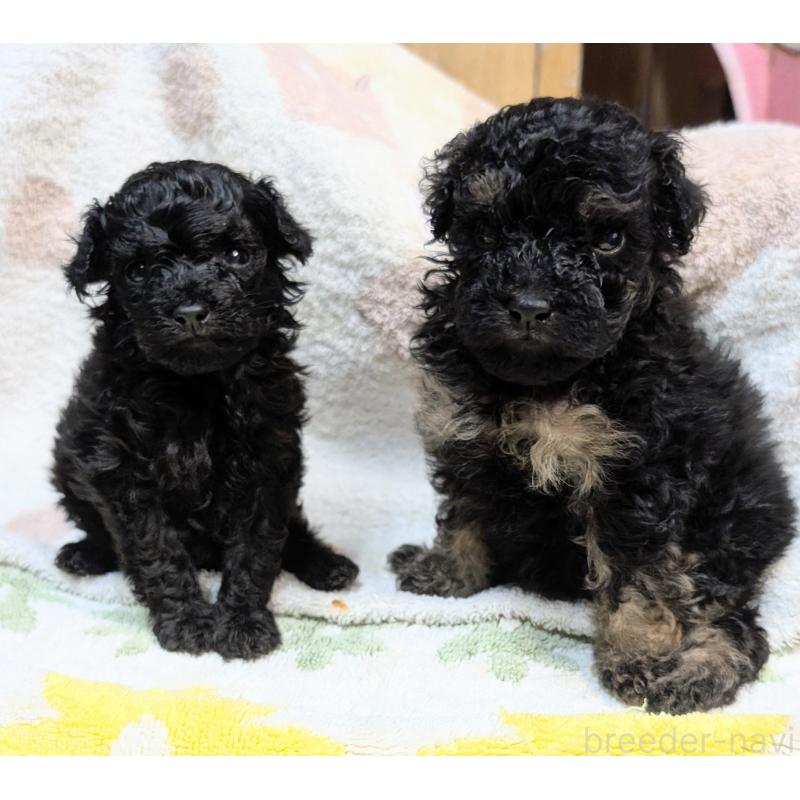 販売中の千葉県のトイプードル-427467の5枚目