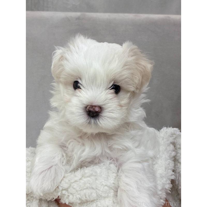 販売中の熊本県のマルチーズ-410443の2枚目