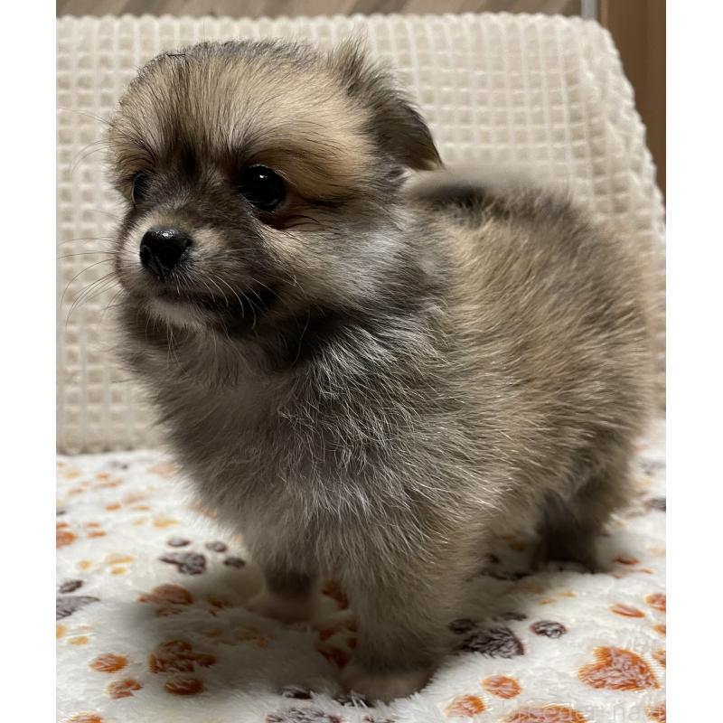 販売中の大阪府のポメチワ:ポメラニアン×チワワ-422826の3枚目