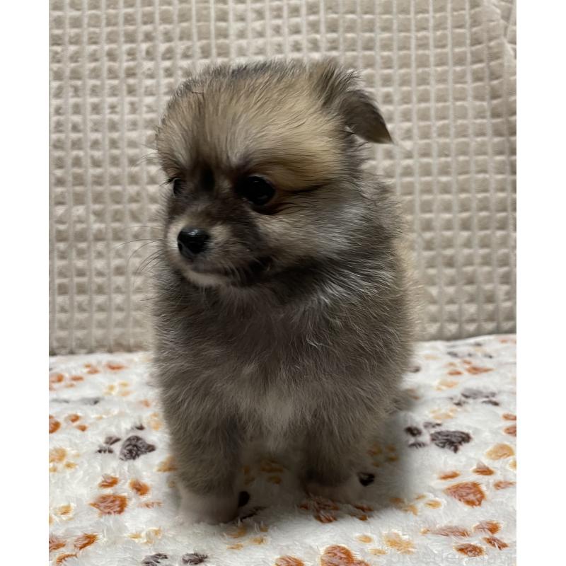 販売中の大阪府のポメチワ:ポメラニアン×チワワ-422826の2枚目