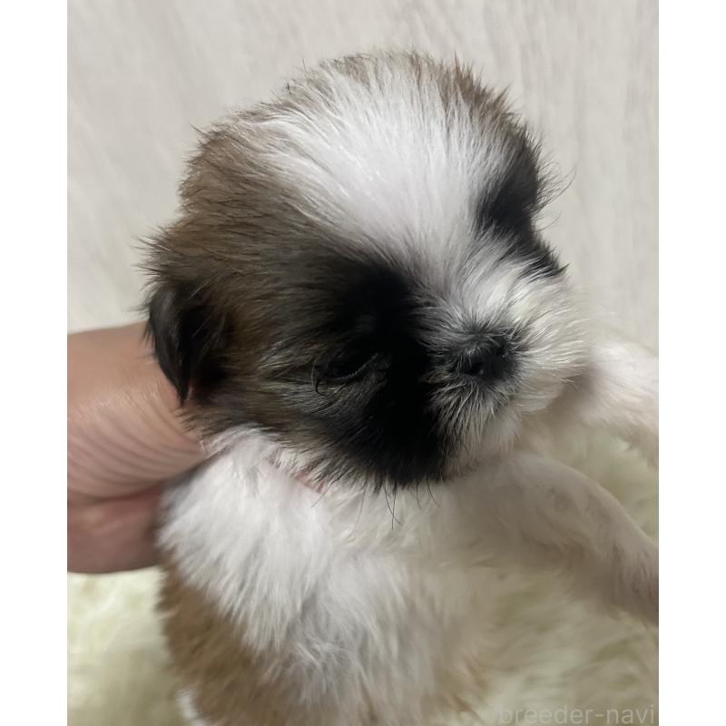 成約済の福岡県のシーズー-421863の3枚目