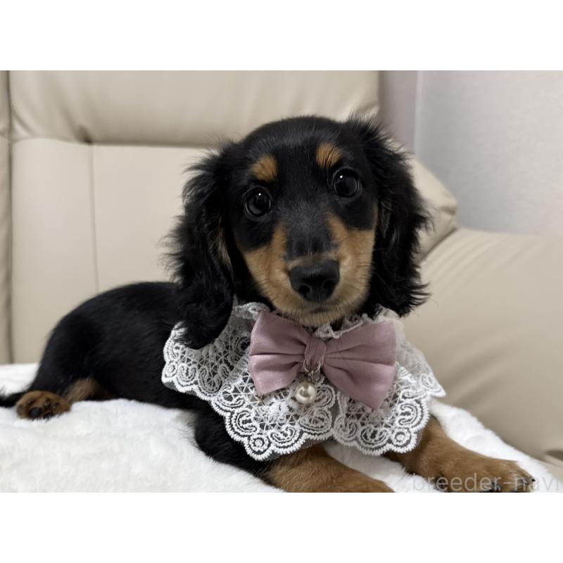 販売中の栃木県のミニチュアダックスフンド(ロングヘアード)-416073