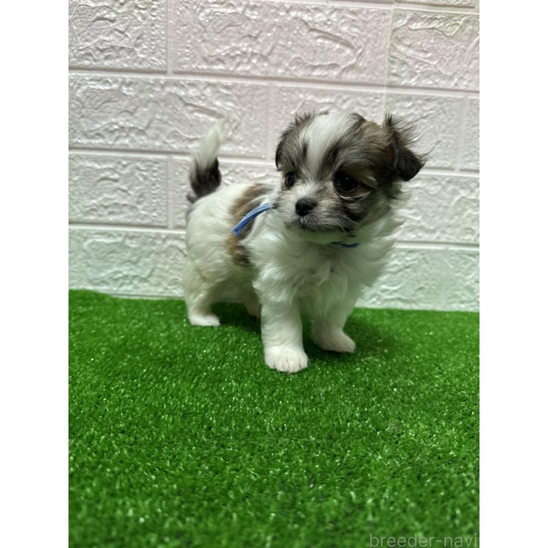 販売中の愛媛県のチワマル:チワワ×マルチーズ-426465の3枚目