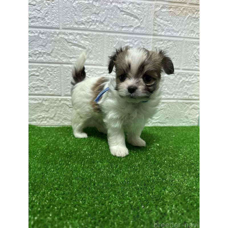 販売中の愛媛県のチワマル:チワワ×マルチーズ-426465の2枚目