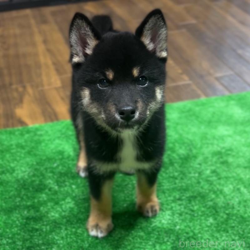 販売中の栃木県の柴犬-419748