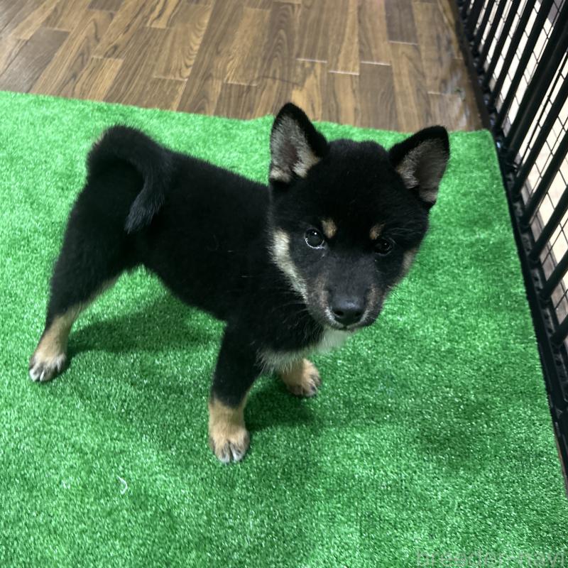 成約済の栃木県の柴犬-419748の3枚目