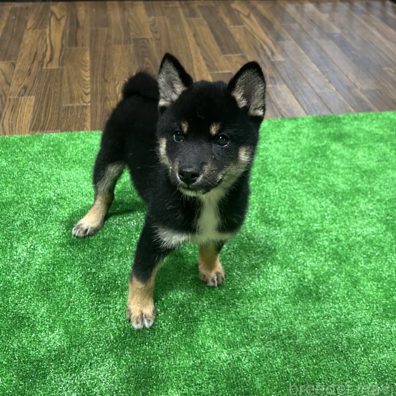 成約済の栃木県の柴犬-419748の2枚目