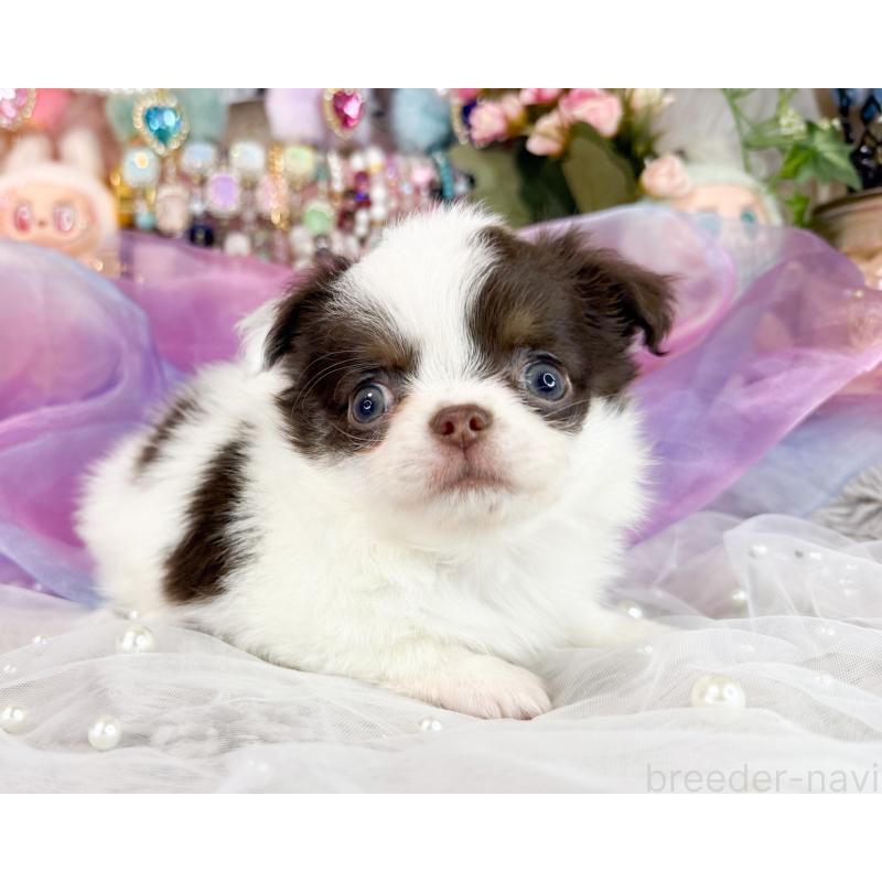 販売中の福岡県のチワワ(ロングコート)-426466の6枚目