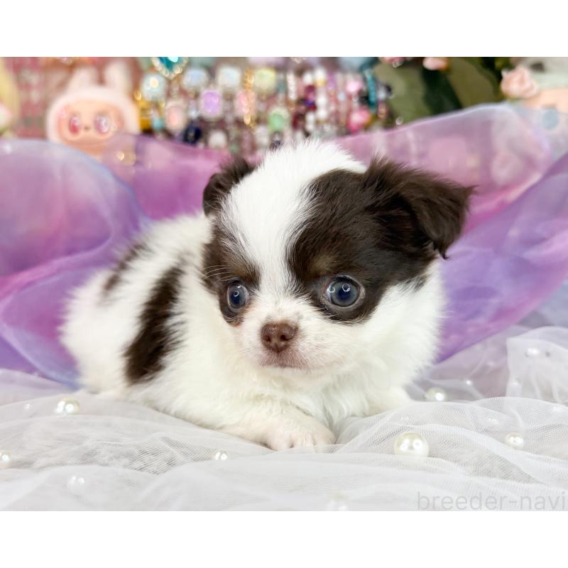 販売中の福岡県のチワワ(ロングコート)-426466の5枚目