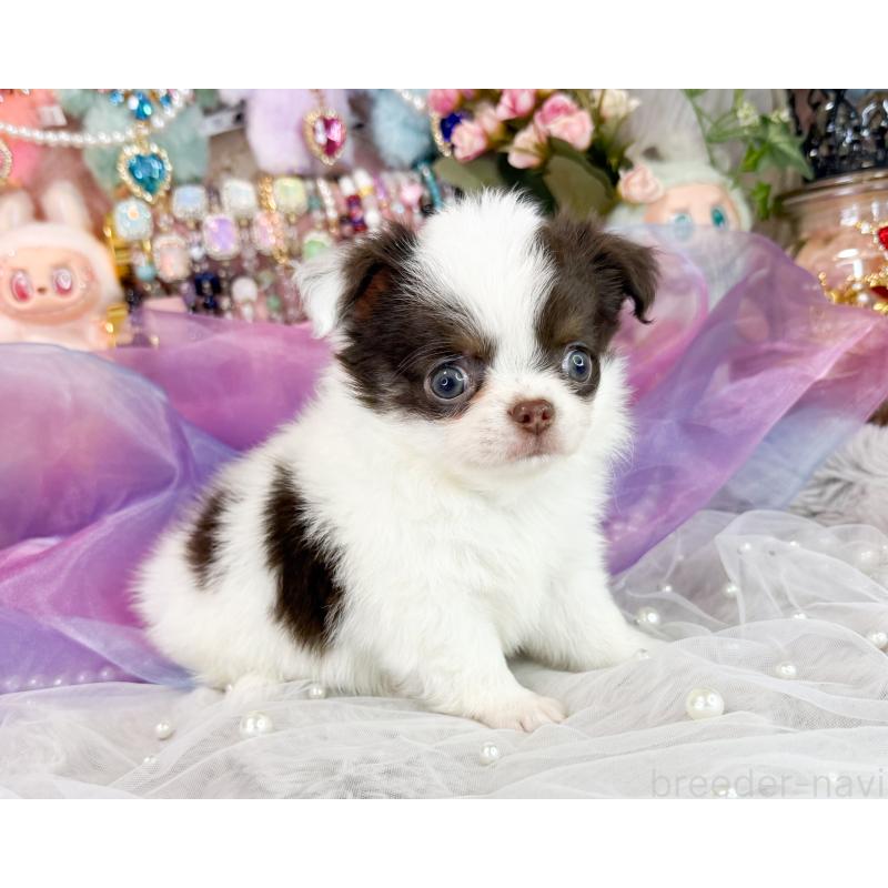 販売中の福岡県のチワワ(ロングコート)-426466の2枚目