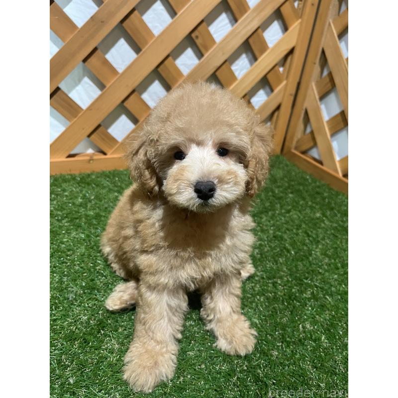 販売中の沖縄県のトイプードル-424466の6枚目