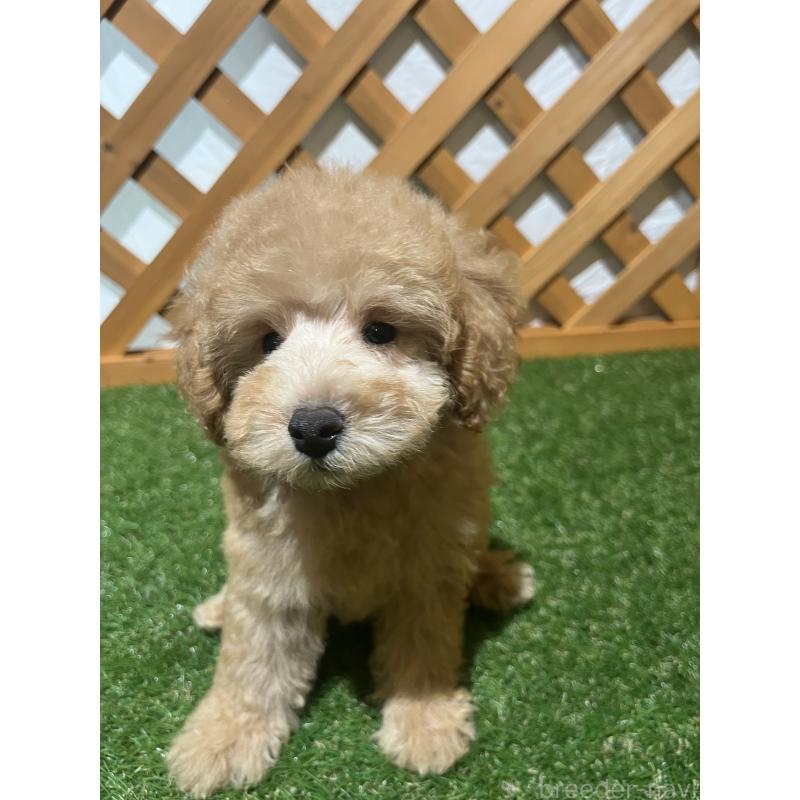 販売中の沖縄県のトイプードル-424466の5枚目