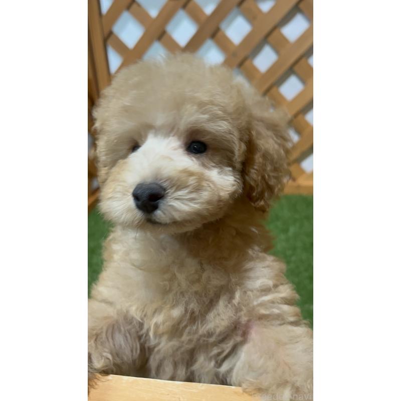 販売中の沖縄県のトイプードル-424466の4枚目