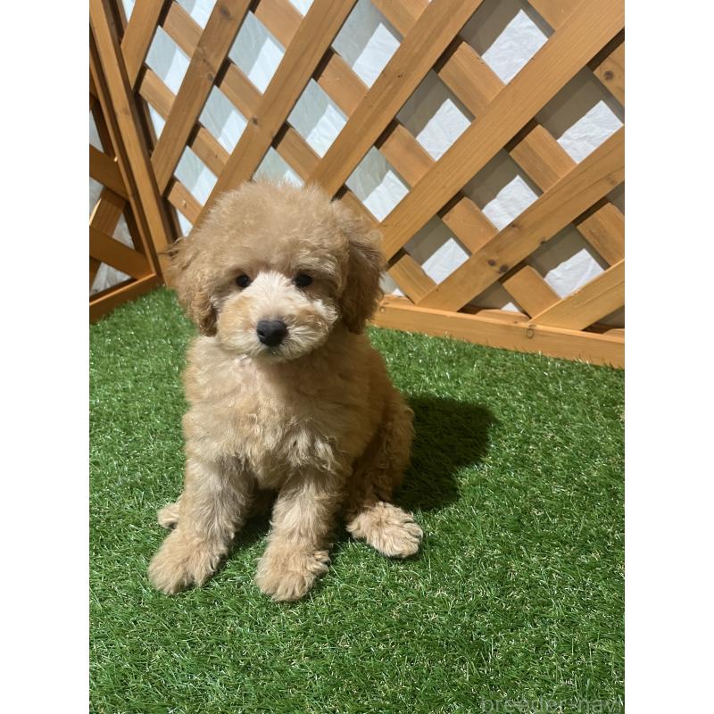 販売中の沖縄県のトイプードル-424466の2枚目
