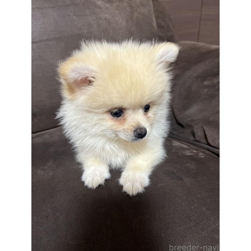販売中の沖縄県のポメラニアン-419998の3枚目