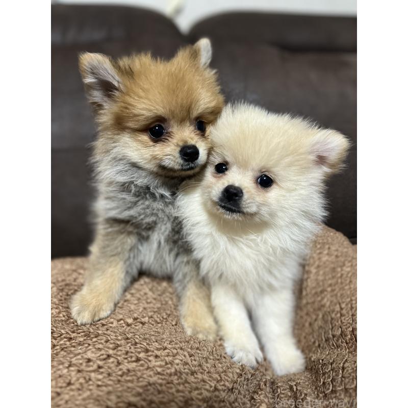 販売中の沖縄県のポメラニアン-419998の2枚目