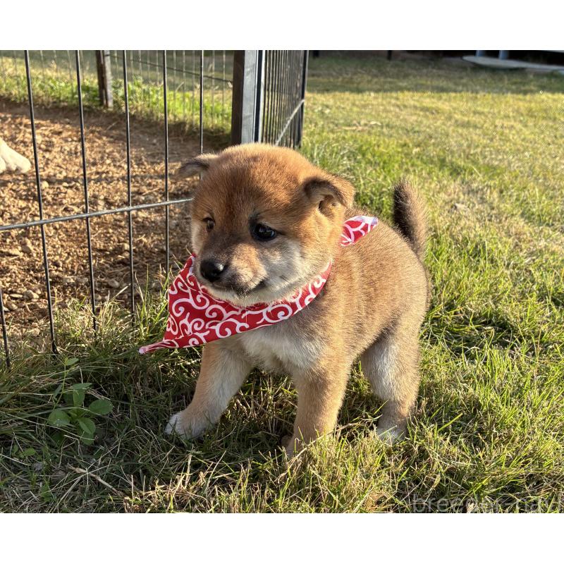 販売中の香川県の豆柴-426467の6枚目