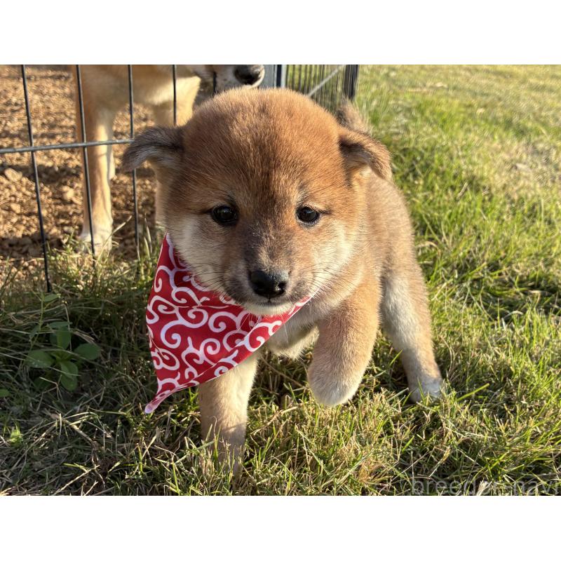 販売中の香川県の豆柴-426467の5枚目