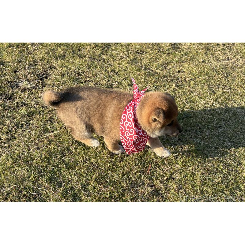 販売中の香川県の豆柴-426467の4枚目