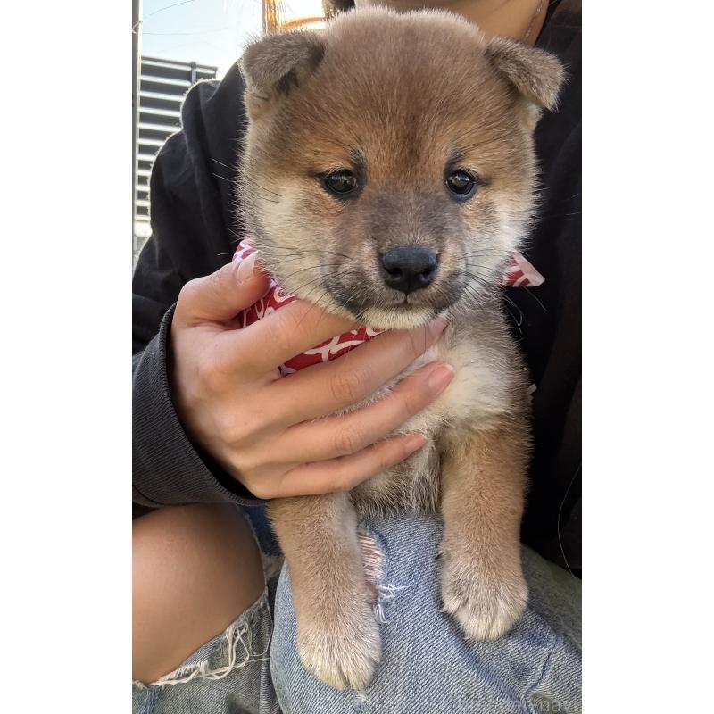 販売中の香川県の豆柴-426467の3枚目