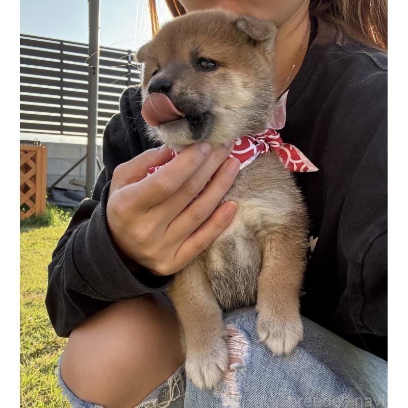 販売中の香川県の豆柴-426467の2枚目