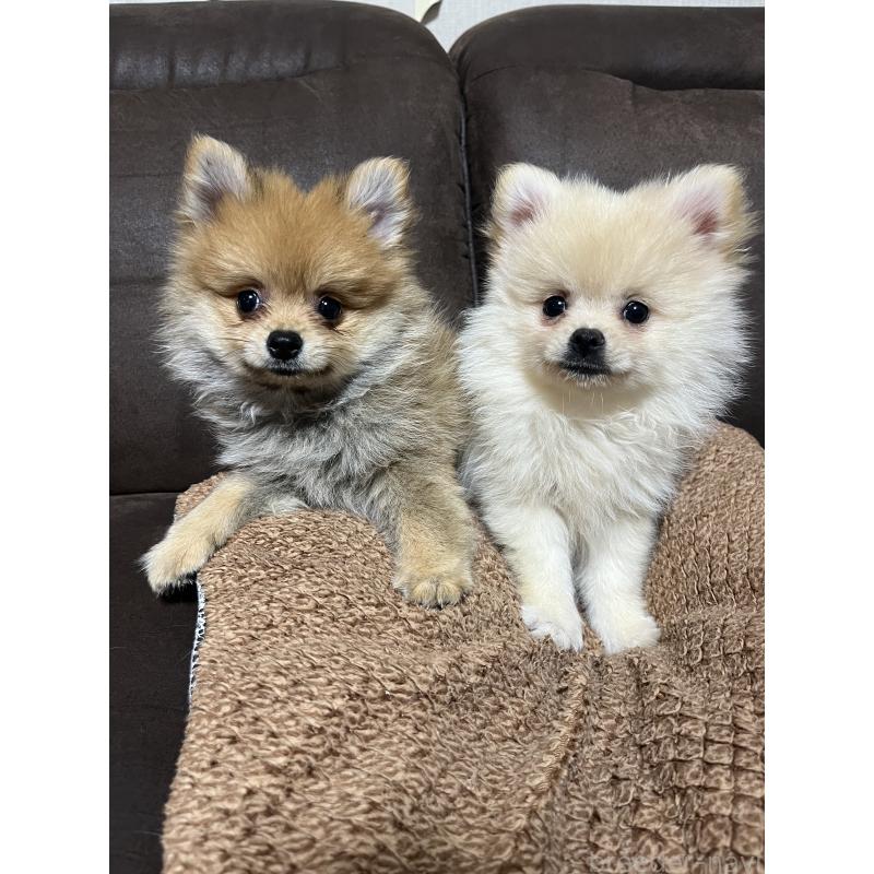 販売中の沖縄県のポメラニアン-419997の7枚目