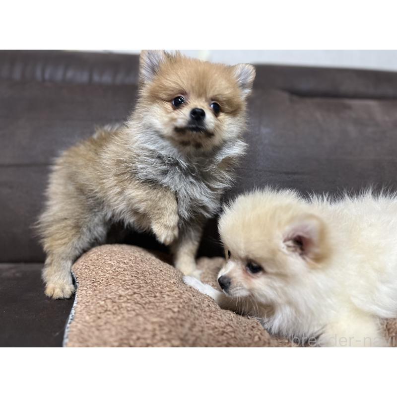 販売中の沖縄県のポメラニアン-419997の6枚目