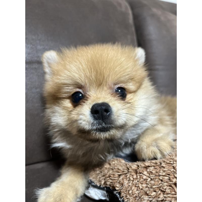 販売中の沖縄県のポメラニアン-419997の5枚目