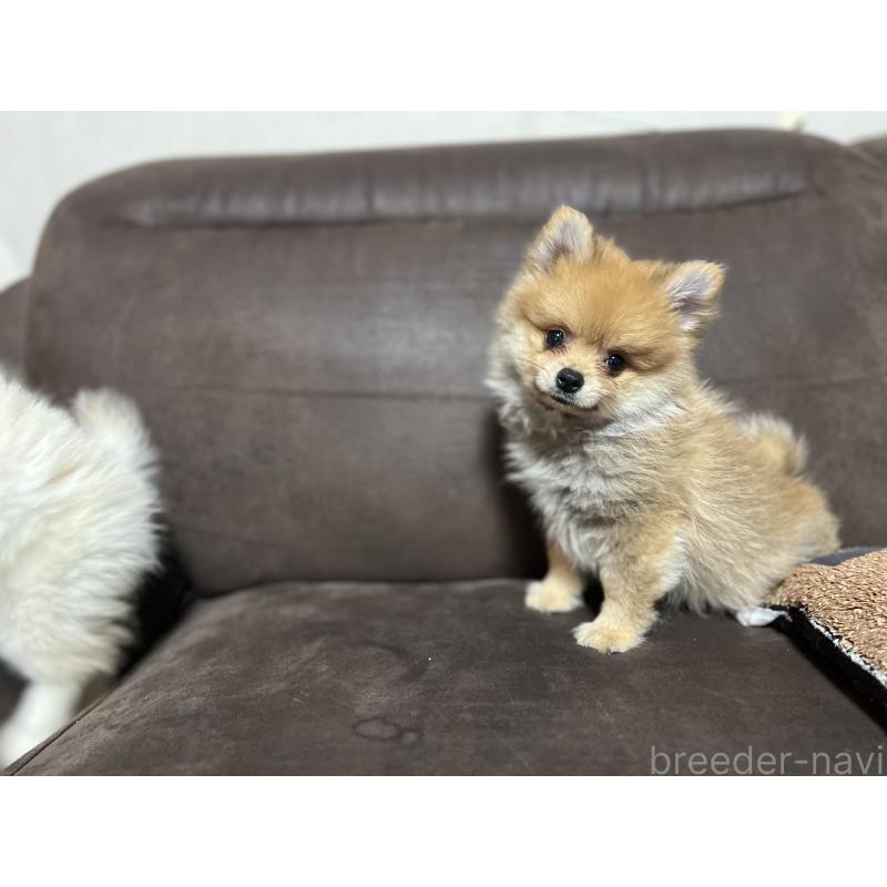 販売中の沖縄県のポメラニアン-419997の4枚目